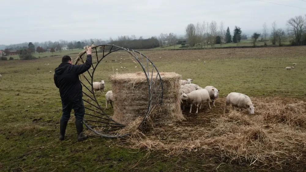 Un agriculteur place une structure métallique autour d'une botte de foin pour nourrir un troupeau de moutons dans un champ.